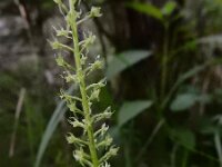 Malaxis monophyllos 2, Eenblad, Saxifraga-Ed Stikvoort