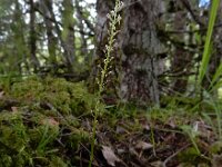 Malaxis monophyllos 3, Eenblad, Saxifraga-Ed Stikvoort