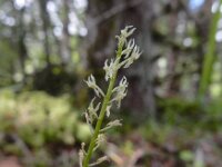 Malaxis monophyllos 4, Eenblad, Saxifraga-Ed Stikvoort