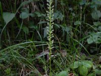 Malaxis monophyllos 5, Eenblad, Saxifraga-Ed Stikvoort