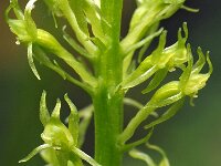 Malaxis monophyllos 8, Eenblad, Saxifraga-Hans Dekker