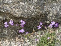 Malcolmia flexuosa 8, Saxifraga-Jan van der Straaten