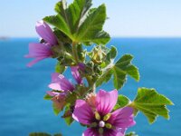Malva arborea 3, Saxifraga-Ed Stikvoort