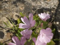 Malva hispanica 2, Saxifraga-Jan van der Straaten