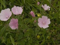 Malva hispanica 8, Saxifraga-Jan van der Straaten