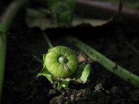 Malva parviflora 16, Kleinbloemig kaasjeskruid, Saxifraga-Rutger Barendse