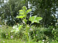 Malva parviflora 17, Kleinbloemig kaasjeskruid, Saxifraga-Rutger Barendse