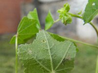 Malva parviflora 2, Kleinbloemig kaasjeskruid, Saxifraga-Rutger Barendse