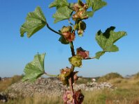 Malva parviflora 22, Kleinbloemig kaasjeskruid, Saxifraga-Ed Stikvoort
