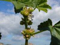 Malva parviflora 25, Kleinbloemig kaasjeskruid, Saxifraga-Ed Stikvoort