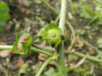 Malva parviflora 3, Kleinbloemig kaasjeskruid, Saxifraga-Rutger Barendse