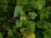 Malva parviflora 32, Kleinbloemig kaasjeskruid, Saxifraga-Peter Meininger