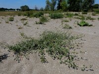 Malva pseudolavatera 12, Zuidelijk kaasjeskruid Saxifraga-Ed Stikvoort