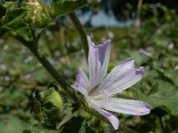 Malva pseudolavatera 3, Zuidelijk kaasjeskruid Saxifraga-Ed Stikvoort