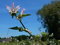 Malva pseudolavatera 4, Zuidelijk kaasjeskruid Saxifraga-Ed Stikvoort