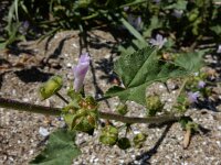 Malva pseudolavatera 5, Zuidelijk kaasjeskruid Saxifraga-Ed Stikvoort