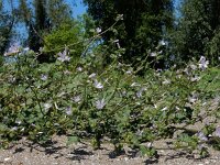Malva pseudolavatera 7, Zuidelijk kaasjeskruid Saxifraga-Ed Stikvoort