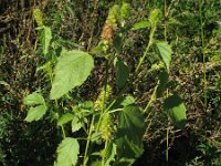 Malvastrum americanum 2, Saxifraga-Rutger Barendse