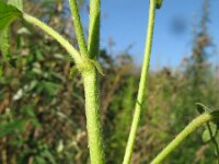Malvastrum americanum 4, Saxifraga-Rutger Barendse