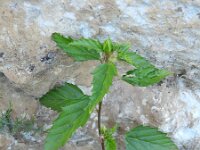 Malvastrum coromandelianum 2, Saxifraga-Rutger Barendse
