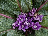 Mandragora officinarum 7, Alruin, Saxifraga-Ed Stikvoort