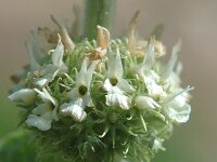 Marrubium vulgare 3, Malrove, Saxifraga-Jan van der Straaten