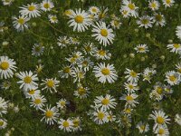 Matricaria maritima 6, Reukeloze kamille, Saxifraga-Jan van der Straaten