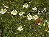 Matricaria maritima ssp inodora 4, Saxifraga-Willem van Kruijsbergen