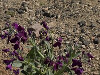 Matthiola incana 3, Saxifraga-Willem van Kruijsbergen