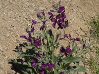 Matthiola incana 5, Saxifraga-Jan van der Straaten