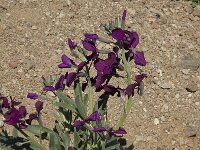 Matthiola incana 6, Saxifraga-Jan van der Straaten