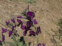 Matthiola incana 7, Saxifraga-Jan van der Straaten