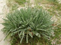 Matthiola incana 9, Saxifraga-Hans Grotenhuis