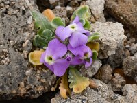 Matthiola tricuspidata 10, Saxifraga-Harry Jans