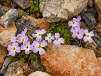 Matthiola tricuspidata 11, Saxifraga-Harry Jans
