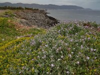Matthiola tricuspidata 12, Saxifraga-Harry Jans