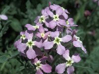 Matthiola tricuspidata 7, Saxifraga-Jan van der Straaten