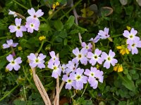 Matthiola tricuspidata 9, Saxifraga-Harry Jans