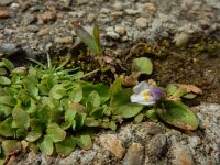 Mazus pumilus 11, Vlakbloempje, Saxifraga-Ed Stikvoort : Den Helder