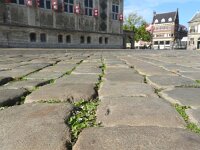 Mazus pumilus 15, Vlakbloempje, Saxifraga-Jelle van Dijk