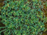 Medicago minima 10, Kleine rupsklaver, Saxifraga-Ed Stikvoort