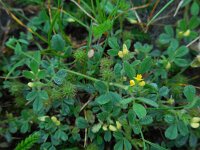 Medicago minima 11, Kleine rupsklaver, Saxifraga-Ed Stikvoort