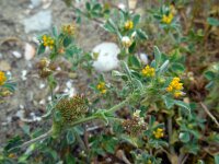 Medicago minima 12, Kleine rupsklaver, Saxifraga-Ed Stikvoort