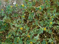 Medicago minima 13, Kleine rupsklaver, Saxifraga-Ed Stikvoort