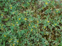 Medicago minima 14, Kleine rupsklaver, Saxifraga-Ed Stikvoort