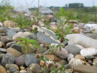 Medicago minima 15, Kleine rupsklaver, Saxifraga-Rutger Barendse
