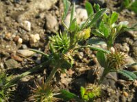 Medicago minima 18, Kleine rupsklaver, Saxifraga-Rutger Barendse