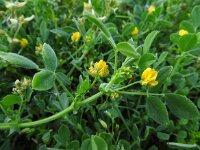 Medicago minima 19, Kleine rupsklaver, Saxifraga-Jelle van Dijk