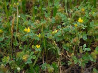 Medicago minima 20, Kleine rupsklaver, Saxifraga-Ed Stikvoort