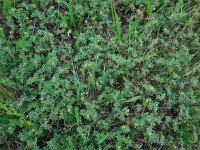 Medicago minima 21, Kleine rupsklaver, Saxifraga-Ed Stikvoort